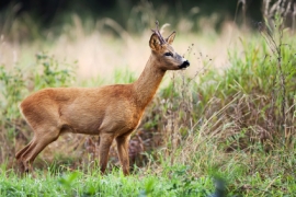 Wildtierbeobachtung